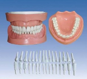 高級(jí)可卸式有根標(biāo)準(zhǔn)牙模型